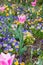 Tulip pink flower with small pansy flower.