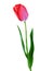 Tulip pink isolated on white vertical composition