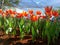 Tulip plantation under shading net