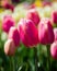 Tulip plants with flowers in full bloom