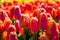 Tulip plants with flowers in full bloom