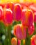 Tulip plants with flowers in full bloom