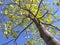 Tulip Poplar from Below