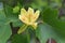 Tulip Poplar Flower