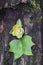 Tulip Poplar Flower and Leaf