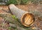 Tulip poplar log