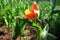 Tulip red flower Bud in the macro photography field.