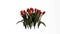 Tulip red grouped flowers. Full HD. Alpha channel included.