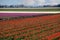 Tulip rows in springtime Holland