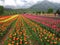 Tulip rows in tulip garden