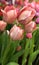 Tulip Salmon Van Eijk, salmon-pink shaded deeper pink, in spring
