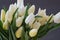 Tulip Snow Lady classic triumph white