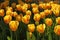 Tulip, Sort Juliette in spring