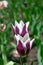 Tulip species Zurel