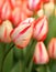 Tulip Spring Break, Darwin Hybrid variety, huge flowers that open white with intense fuchsia-red flames