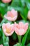 Tulip in spring with soft focus, unfocused blurred spring Tulip, bokeh flower background