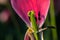 Tulip Stamen Pink petal