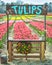 Tulip Stand at Tulip Festival with Blooming Tulip Flowers