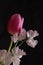 Tulip and sweetpea isolated on a black background