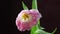 Tulip. Time lapse of bright pink white colorful tulip flower with water drops