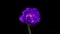 Tulip. Time Lapse of bright violet colorful tulip flower blooming on black background. Time lapse tulip bunch of spring
