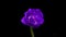 Tulip. Time Lapse of bright violet colorful tulip flower blooming on black background. Time lapse tulip bunch of spring