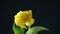 Tulip. Time lapse of bright yellow colorful tulip flower with water drops blooming on dark classic blue background. Holiday bouque