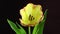 Tulip. Time lapse of bright yellow and red colorful tulip flower with water drops blooming