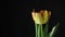 Tulip. Time lapse of bright yellow and red striped colorful tulip flower blooming on black background. 4K video