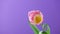 Tulip. Timelapse of bright pink white colorful tulip flower blooming on purple or violet background.