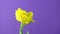 Tulip. Timelapse of bright yellow colorful tulip flower blooming on purple or violet background.