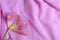 A tulip with torn petals on a pink fabric background. spring garden flower tulips flower wallpaper