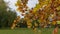 Tulip tree branch with autumn leaves against the other trees