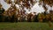 Tulip tree branches with autumn leaves against big glade backlit