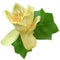 The tulip tree flower