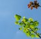 Tulip tree Liriodendron tulipifera, called Tuliptree, American or Tulip Poplar young bright green leaves on blue sky background