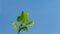 Tulip tree Liriodendron tulipifera, called Tuliptree, American or Tulip Poplar young bright green leaves on clear blue sky