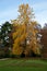 The tulip tree is a tall tree bearing medium-sized, deciduous green-colored