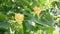 Tulip tree with yellow flowers