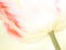 Tulip (Tulipa) (91), close-up