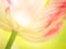 Tulip (Tulipa) (95), close-up