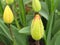Tulip Tulipa buds. Spring flower with waterdrops. Closeup.