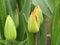 Tulip Tulipa buds. Spring flowers with waterdrops. Closeup