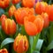 tulip Tulipa, bulbous herbs in the lily family Liliaceae. Tulips, garden flowers, cultivars and varieties. Flowers