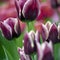 tulip Tulipa, bulbous herbs in the lily family Liliaceae. Tulips, garden flowers, cultivars and varieties have been developed.