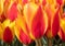 Tulip, Tulipa Enkhuizen, red and yellow triumph tulip