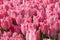 Tulip, Tulipa, field of pink lilac tulips Albert Heijn