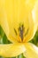 Tulip, Tulipa Fosteriana Easter Moon, bright yellow flower