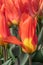 Tulip, Tulipa Fostreriana Juan, orange-yellow flower