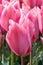 Tulip, Tulipa Fostreriana Juan, pink tulip Albert Heijn